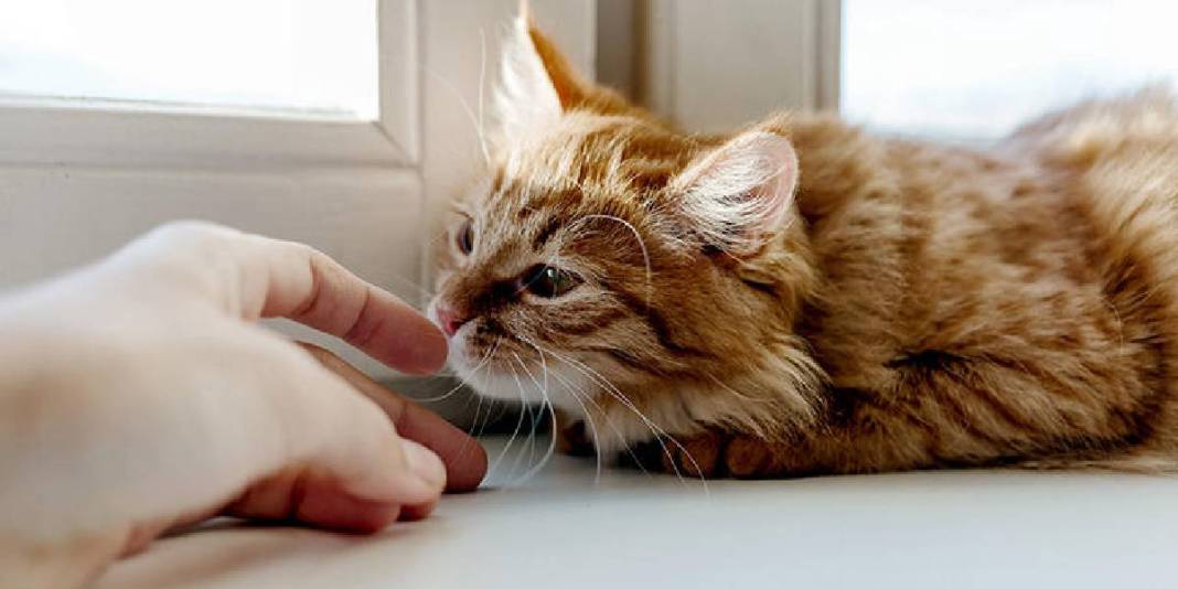 Kedinizin sizi ne kadar sevdiğini test etmek ister misiniz? ‘Evet’ cevabınız 1 mi 9 mu? Bu davranışlar sevgisinin göstergesi 5